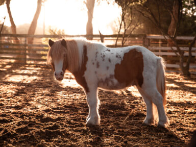 Visita al rancho